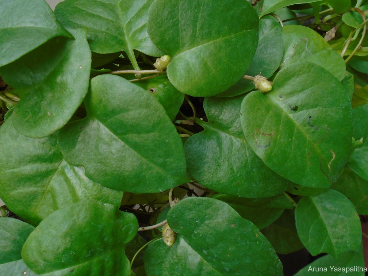 Anredera cordifolia (Ten.) Steenis